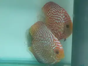 Discus Fish