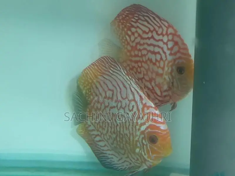 Discus Fish