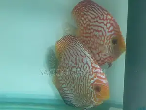 Discus Fish