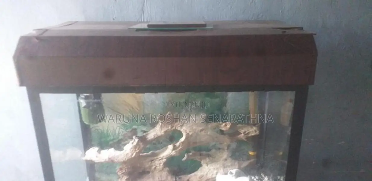 Fish Tank