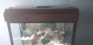 Fish Tank