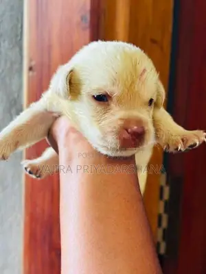 Labrador Puppies