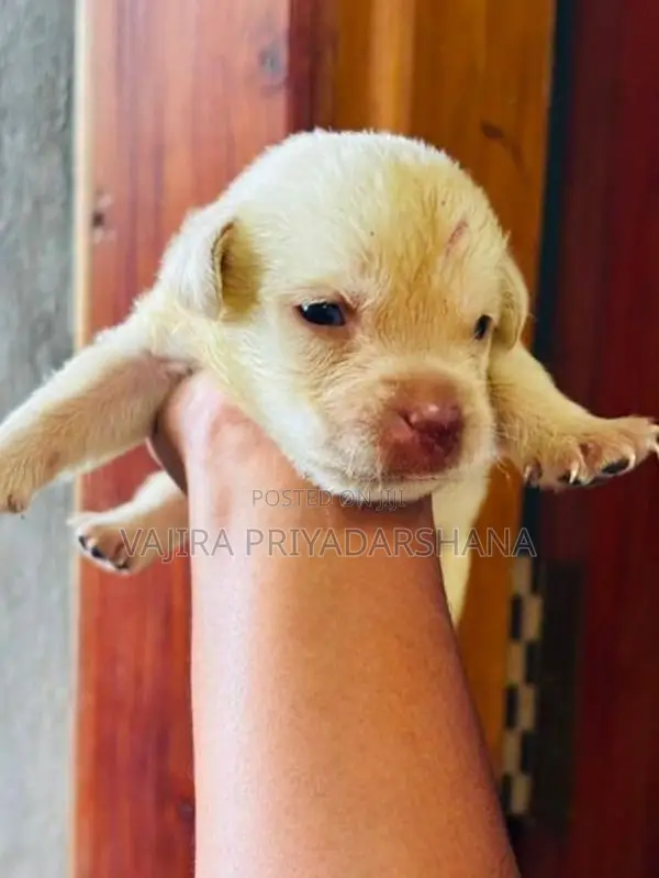 Labrador Puppies