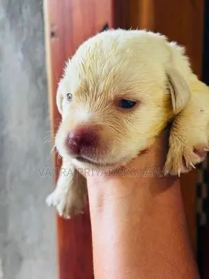 Labrador Puppies