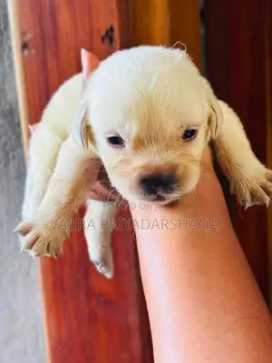 Labrador Puppies