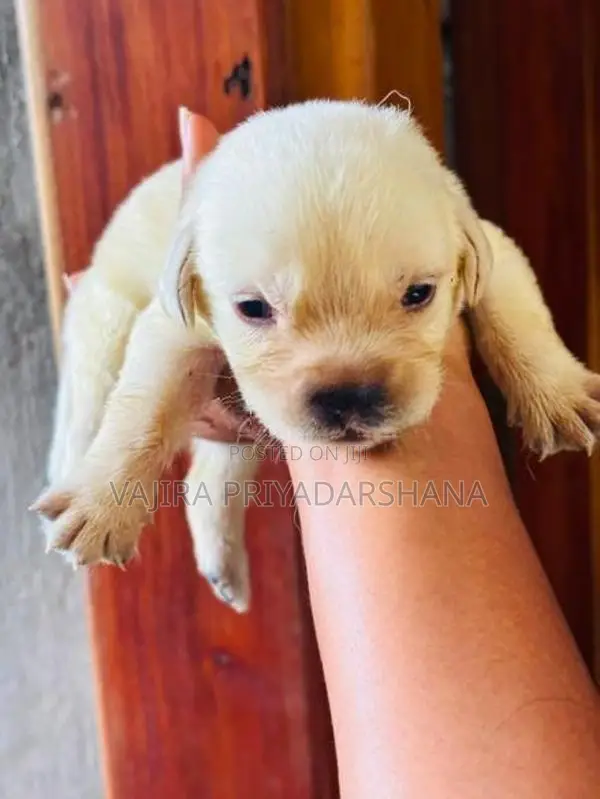 Labrador Puppies