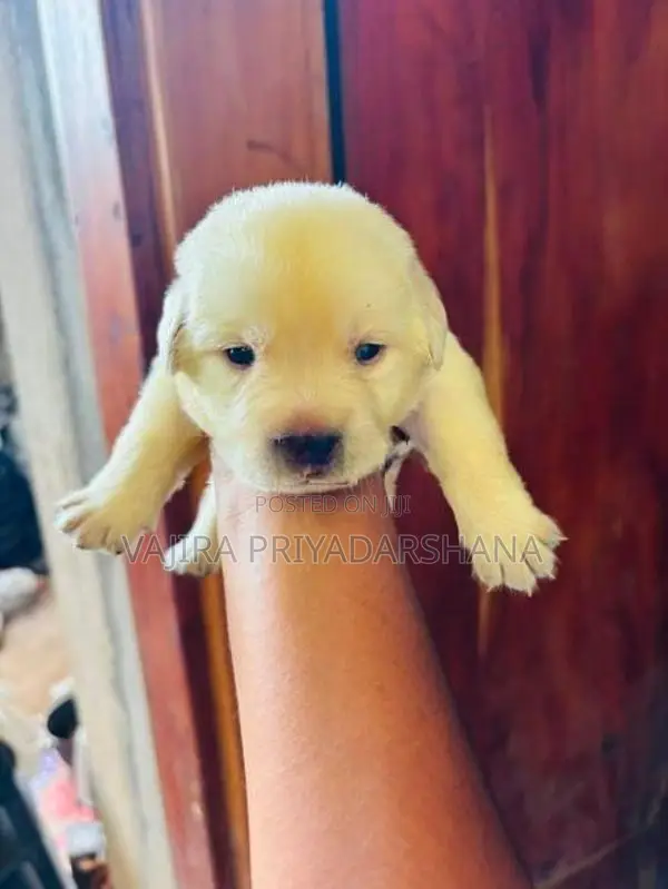 Labrador Puppies