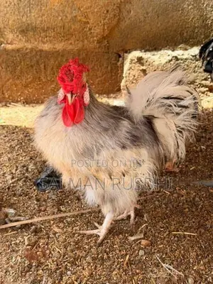 Farm Hens