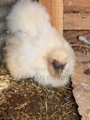 Farm Hens