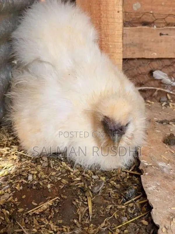 Farm Hens