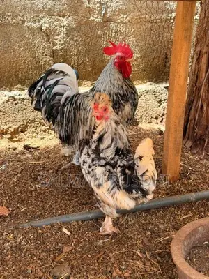 Farm Hens