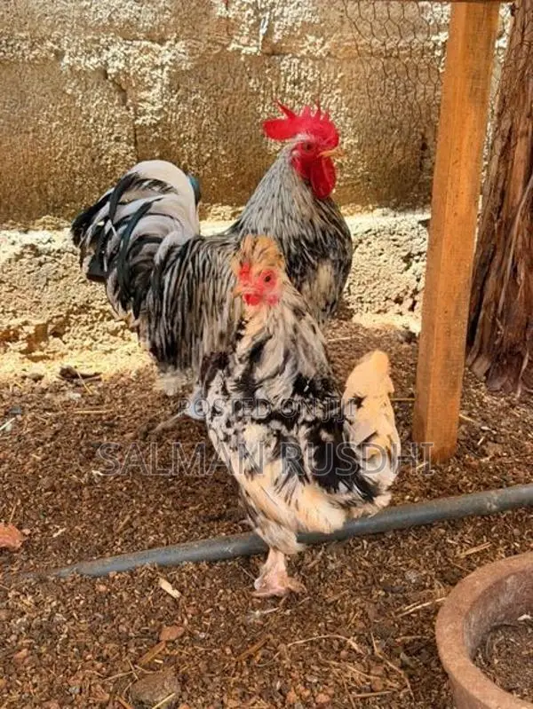 Farm Hens