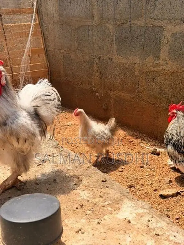 Farm Hens