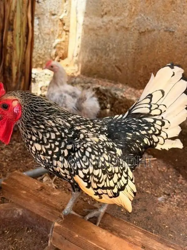Farm Hens