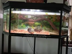 Fish Tank