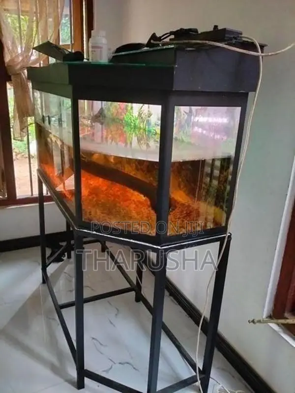 Fish Tank