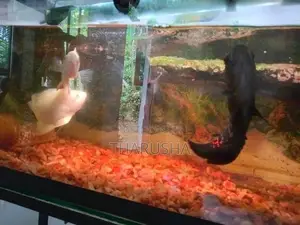 Fish Tank