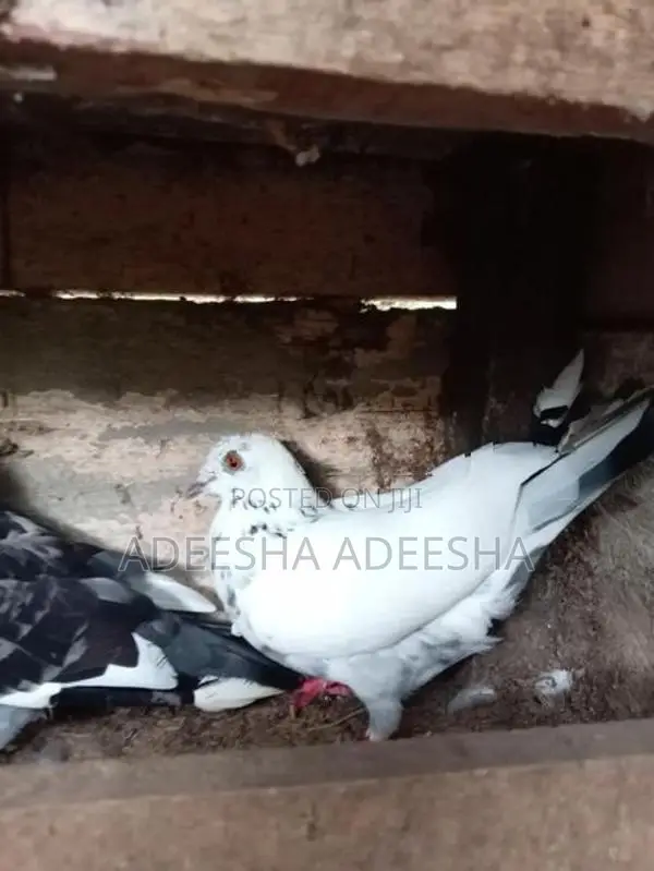 හොද උසස් වර්ගයේ පරවියන්
