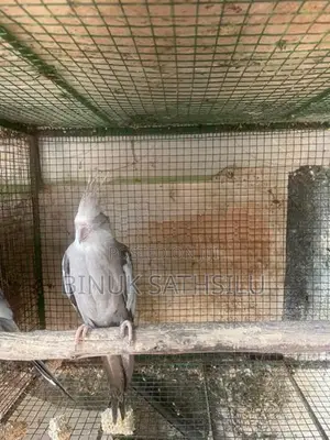 Cocktails Male Bird