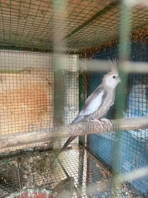 Cocktails Male Bird