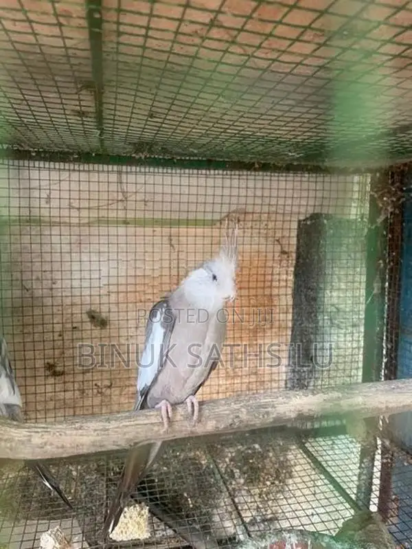 Cocktails Male Bird