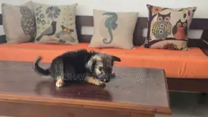 German Shepherd Breed Puppy