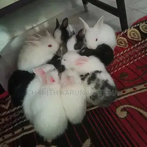 Rabbit
