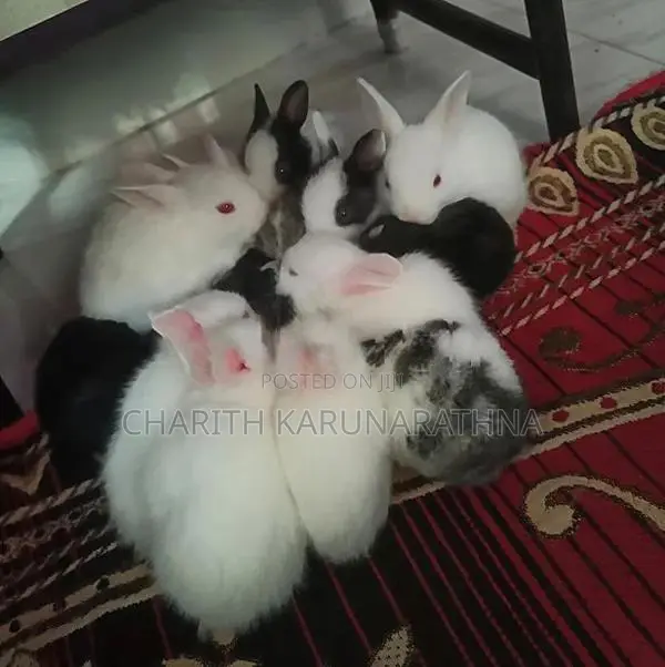 Rabbit
