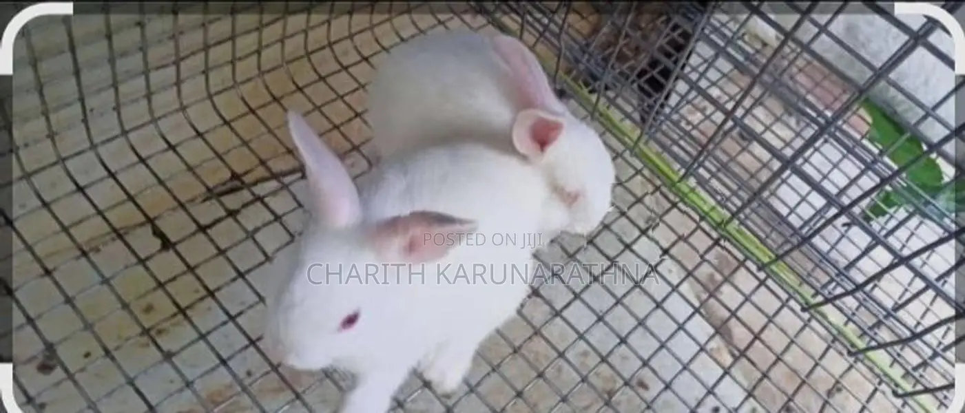 Rabbit