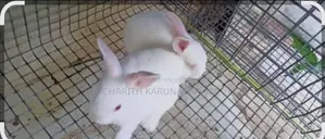 Rabbit