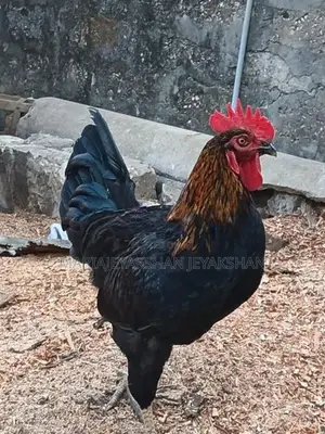 சேவல்