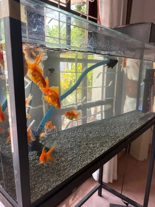 Fish Tank Full Set