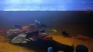 Fish With Tank