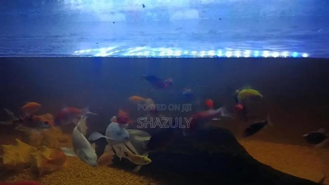 Fish With Tank