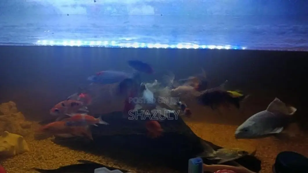 Fish With Tank