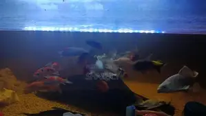 Fish With Tank