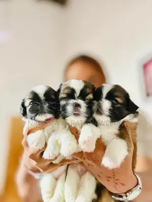 Shih Tzu Puppies