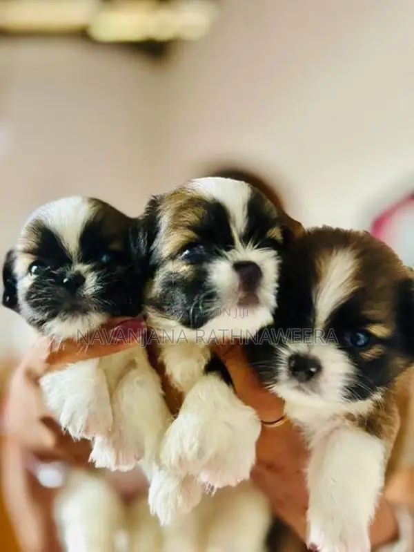Shih Tzu Puppies