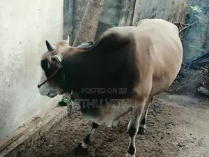 நாம்பன் மாடு