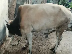 நாம்பன் மாடு