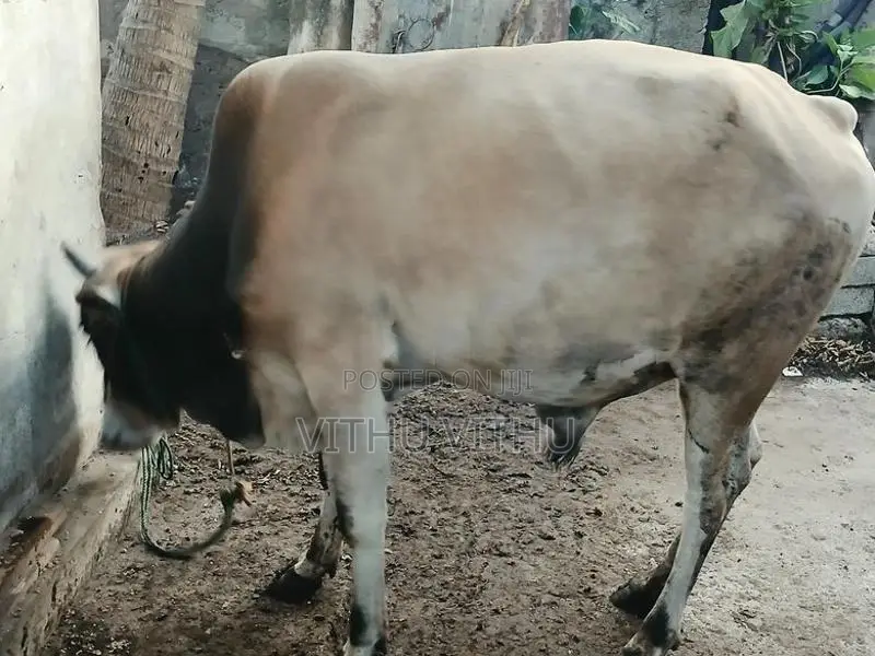 நாம்பன் மாடு