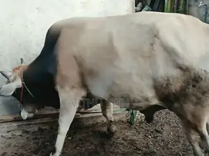 நாம்பன் மாடு