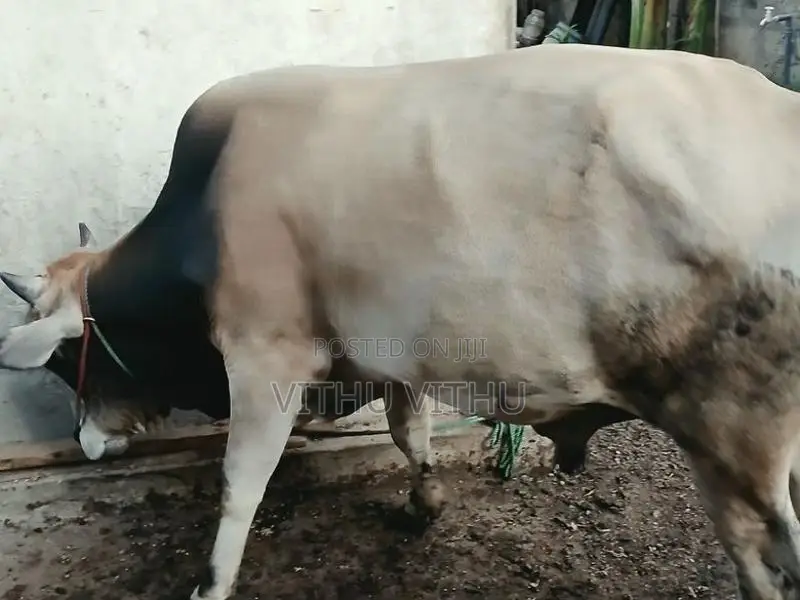 நாம்பன் மாடு