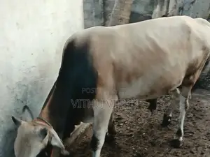 நாம்பன் மாடு