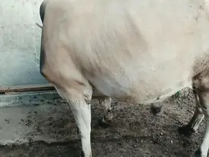 நாம்பன் மாடு