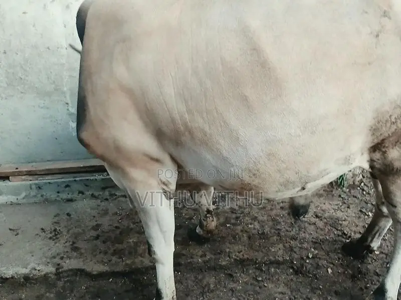 நாம்பன் மாடு