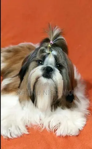 Shihtzu Puppy