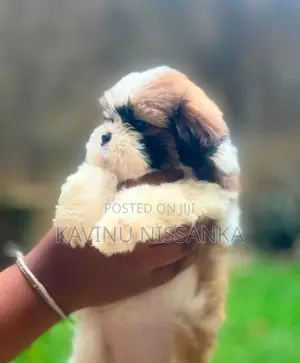 Shihtzu Puppy