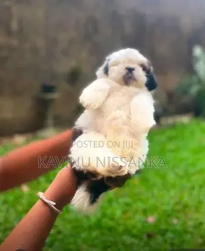 Shihtzu Puppy