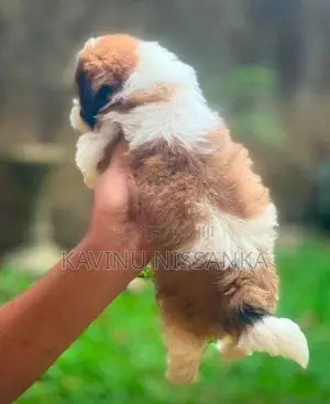 Shihtzu Puppy